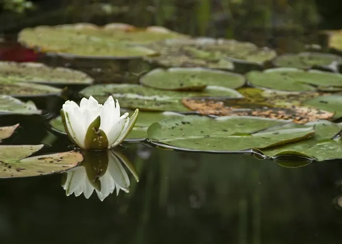 Bed and breakfast Herenhuis Elten. Elten
